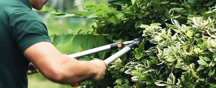 Jardineiro no estado do Amazonas