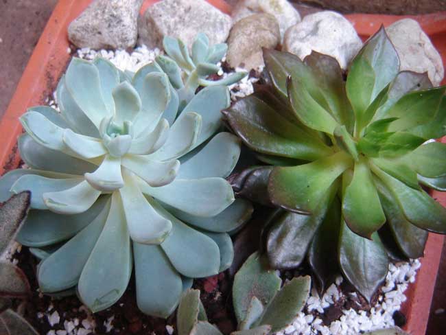 echeveria