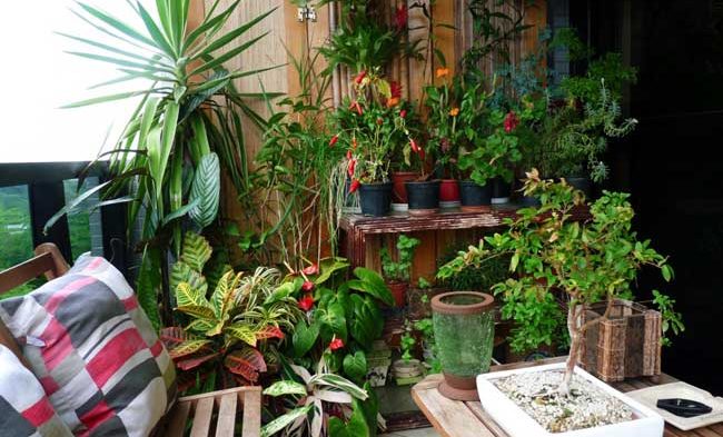 Escolha as plantas mais adequadas para colocar no seu apartamento