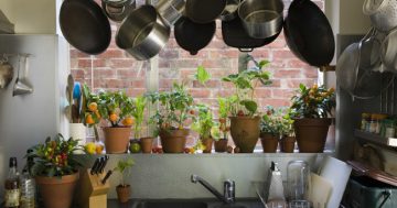 Tipos de plantas para ter em casa