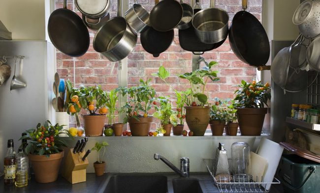 Tipos de plantas para ter em casa