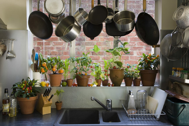 cozinha com vasos de plantas