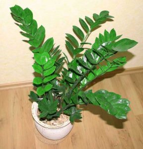 vaso com zamioculcas