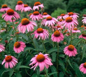 echinacea