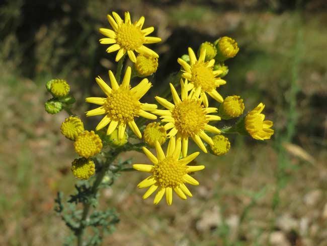 jacobaea vulgaris