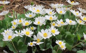 sanguinaria canadense