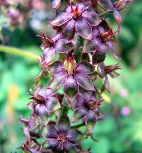 veratrum roxa