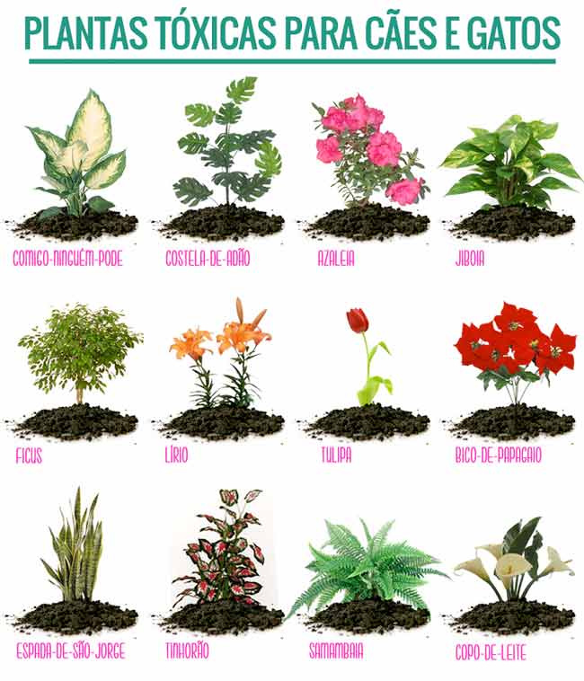 plantas proibidas para cachorros e gatos