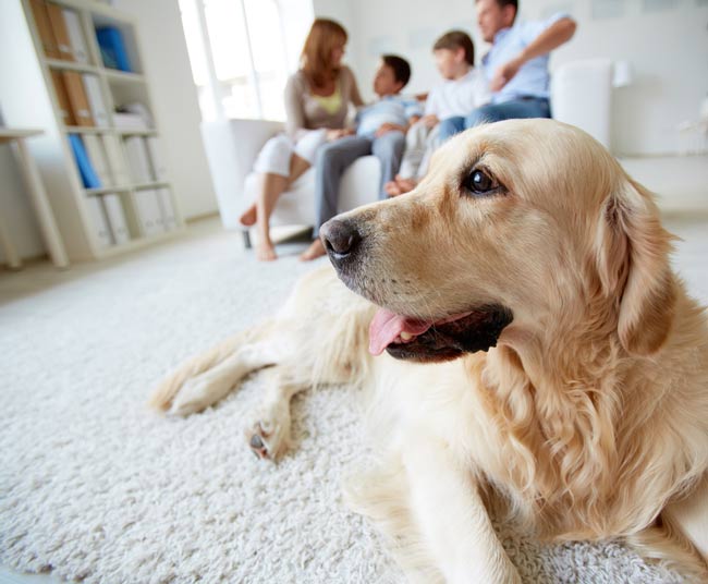 como reformar casa com animais