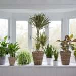Diferentes plantas que trazem sorte à sua casa