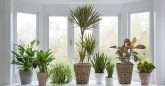 Conheça 9 tipos de plantas que dão sorte para sua casa